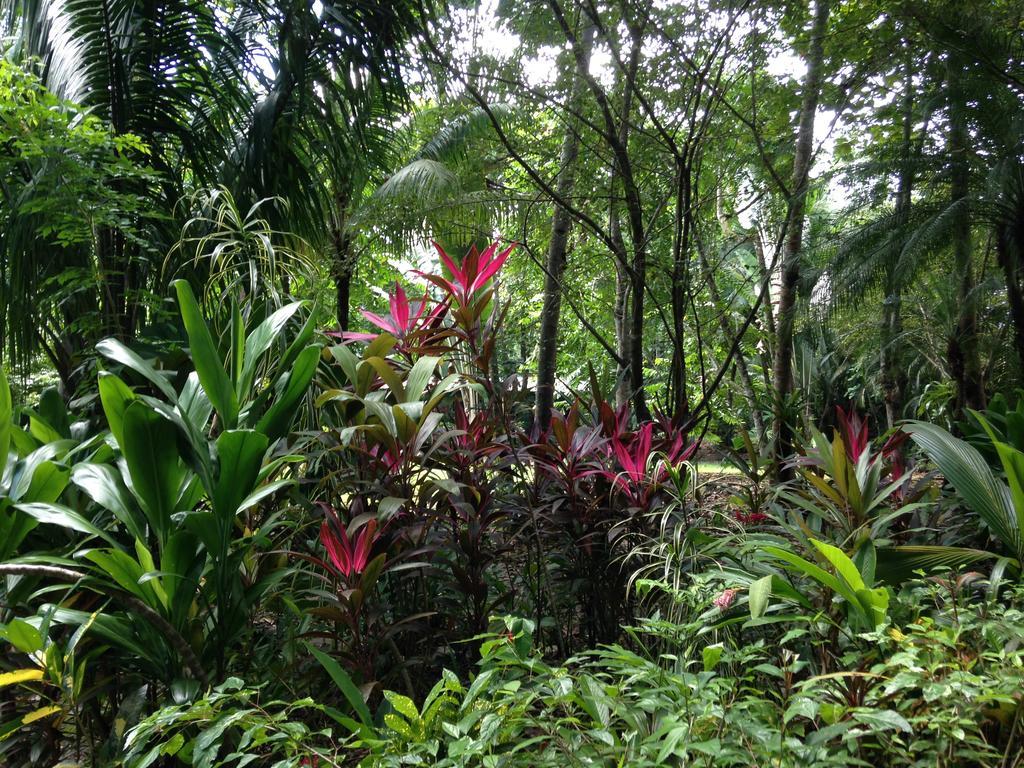 Casa Manglar Villa Puerto Jiménez Exterior foto